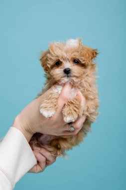 Maltipoo köpeği. Sevimli Maltese ve Puppy 'nin karışımı. Mavi arkaplan