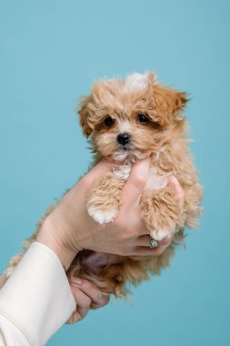 Maltipoo köpeği. Sevimli Maltese ve Puppy 'nin karışımı. Mavi arkaplan