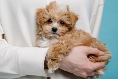 Maltipoo köpeği. Sevimli Maltese ve Puppy 'nin karışımı. Mavi arkaplan