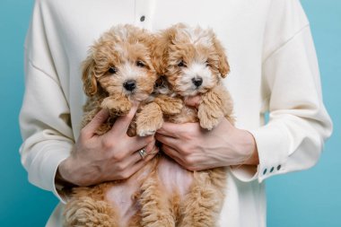Maltipoo köpeği. Sevimli Maltese ve Puppy 'nin karışımı. Mavi arkaplan