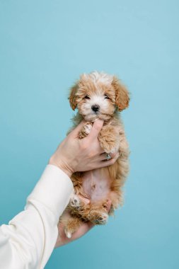 Maltipoo köpeği. Sevimli Maltese ve Puppy 'nin karışımı. Mavi arkaplan
