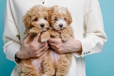 Maltipoo köpeği. Sevimli Maltese ve Puppy 'nin karışımı. Mavi arkaplan