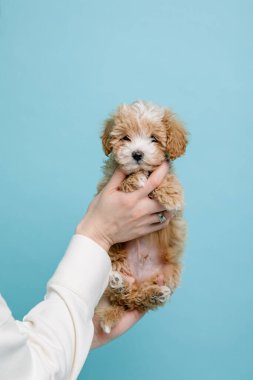 Maltipoo köpeği. Sevimli Maltese ve Puppy 'nin karışımı. Mavi arkaplan