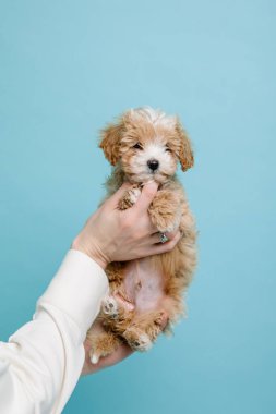 Maltipoo köpeği. Sevimli Maltese ve Puppy 'nin karışımı. Mavi arkaplan