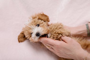 Maltipoo köpeği. Sevimli Maltese ve Puppy 'nin karışımı. Pembe arkaplan