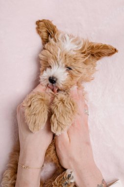 Maltipoo köpeği. Sevimli Maltese ve Puppy 'nin karışımı. Pembe arkaplan