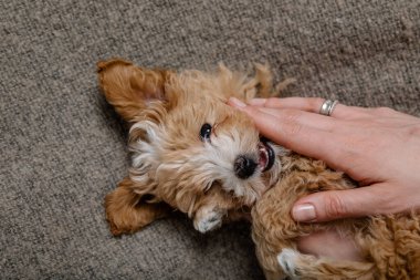 Maltipoo köpeği. Sevimli Malta ve Kaniş 'in karışımı.