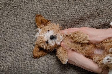 Maltipoo köpeği. Sevimli Malta ve Kaniş 'in karışımı.
