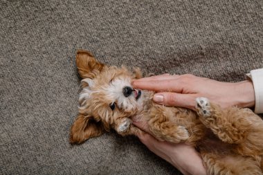 Maltipoo köpeği. Sevimli Malta ve Kaniş 'in karışımı.