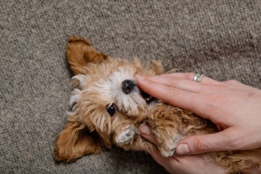 Maltipoo köpeği. Sevimli Malta ve Kaniş 'in karışımı.