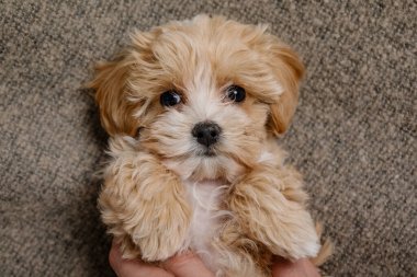 Maltipoo köpeği. Sevimli Malta ve Kaniş 'in karışımı.