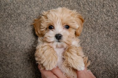 Maltipoo köpeği. Sevimli Malta ve Kaniş 'in karışımı.