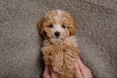 Maltipoo köpeği. Sevimli Malta ve Kaniş 'in karışımı.