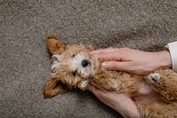 Maltipoo köpeği. Sevimli Malta ve Kaniş 'in karışımı.