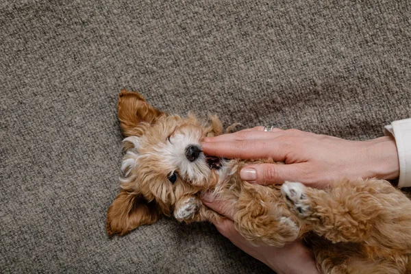Maltipoo köpeği. Sevimli Malta ve Kaniş 'in karışımı.