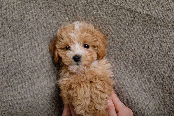 Maltipoo köpeği. Sevimli Malta ve Kaniş 'in karışımı.