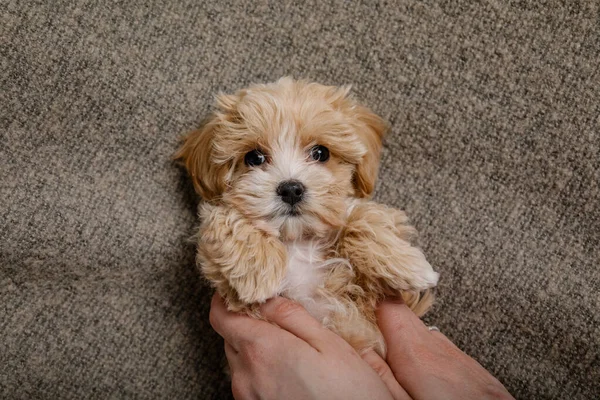 Maltipoo köpeği. Sevimli Malta ve Kaniş 'in karışımı.