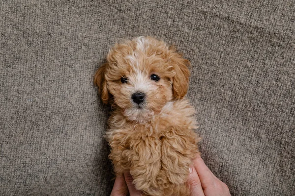 Maltipoo köpeği. Sevimli Malta ve Kaniş 'in karışımı.