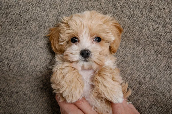 Maltipoo köpeği. Sevimli Malta ve Kaniş 'in karışımı.