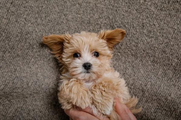 Maltipoo köpeği. Sevimli Malta ve Kaniş 'in karışımı.