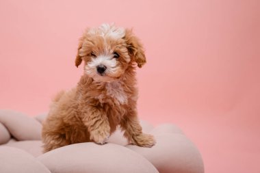 Maltipoo köpeği. Sevimli Maltese ve Puppy 'nin karışımı. Pembe arkaplan