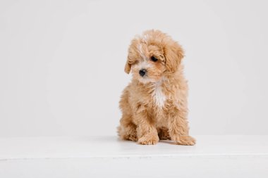 Maltipoo köpeği. Beyaz arka planda sevimli Maltese ve fino köpekleri karışımı