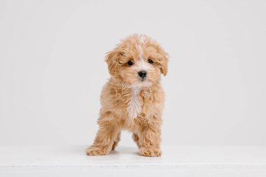 Maltipoo köpeği. Beyaz arka planda sevimli Maltese ve fino köpekleri karışımı