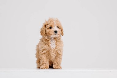 Maltipoo köpeği. Beyaz arka planda sevimli Maltese ve fino köpekleri karışımı