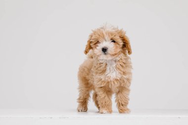 Maltipoo köpeği. Beyaz arka planda sevimli Maltese ve fino köpekleri karışımı