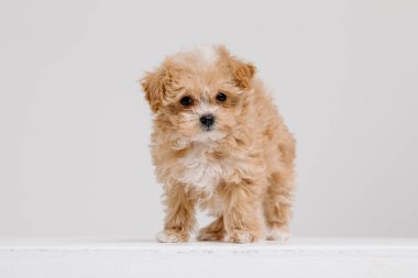 Maltipoo köpeği. Beyaz arka planda sevimli Maltese ve fino köpekleri karışımı