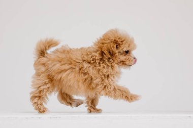 Maltipoo köpeği. Beyaz arka planda sevimli Maltese ve fino köpekleri karışımı