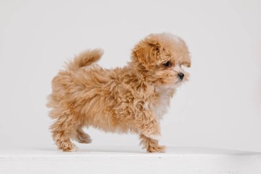 Maltipoo köpeği. Beyaz arka planda sevimli Maltese ve fino köpekleri karışımı