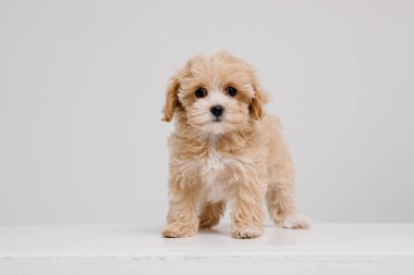 Maltipoo köpeği. Beyaz arka planda sevimli Maltese ve fino köpekleri karışımı