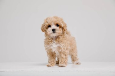Maltipoo köpeği. Beyaz arka planda sevimli Maltese ve fino köpekleri karışımı