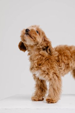 Maltipoo köpeği. Beyaz arka planda sevimli Maltese ve fino köpekleri karışımı