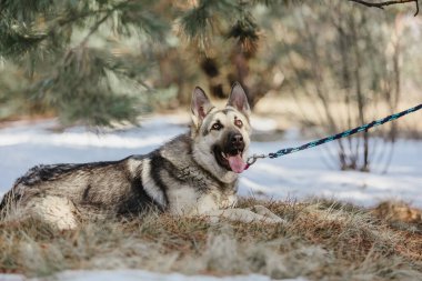 Ormandaki Doğu Avrupa Çoban Köpeği
