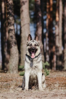 Ormandaki Doğu Avrupa Çoban Köpeği