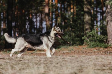 Ormandaki Doğu Avrupa Çoban Köpeği