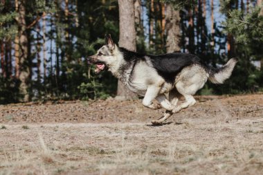 Ormandaki Doğu Avrupa Çoban Köpeği
