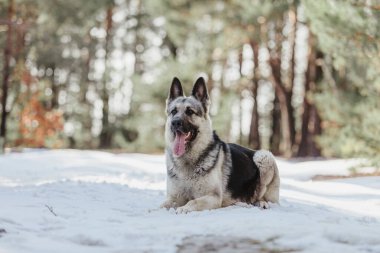 Ormandaki Doğu Avrupa Çoban Köpeği
