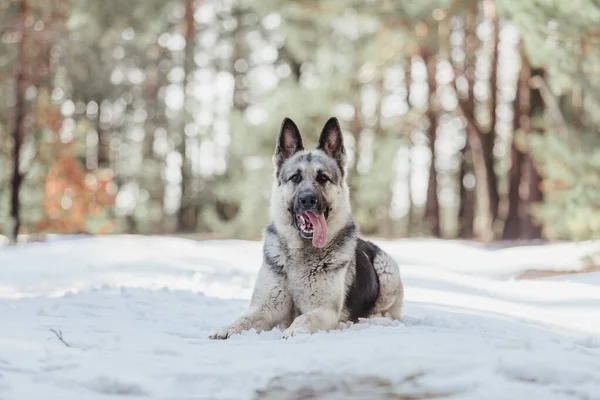 The East European Shepherd dog at the forest