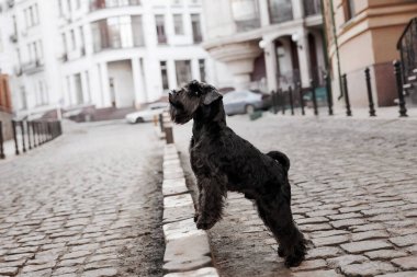 Eski şehirdeki Minyatür Schnauzer köpeği.