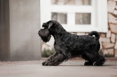 Eski şehirdeki Minyatür Schnauzer köpeği.