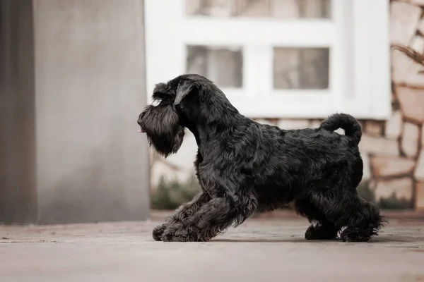旧市街のミニチュアシュノーザー犬 — ストック写真