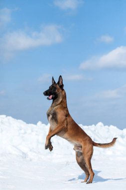 Güzel Belçika çoban köpeği karda ürer..