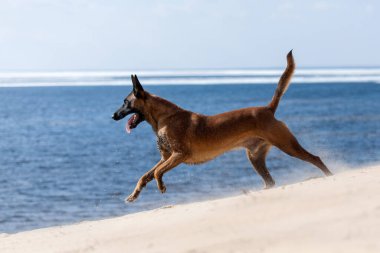 Güzel Belçika çoban köpeği yavrusu suya atlıyor.