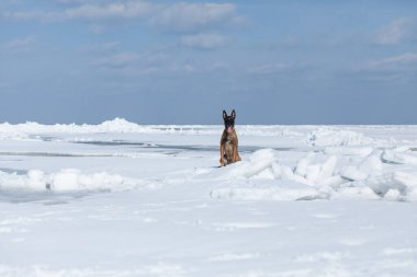 Güzel Belçika çoban köpeği karda ürer..