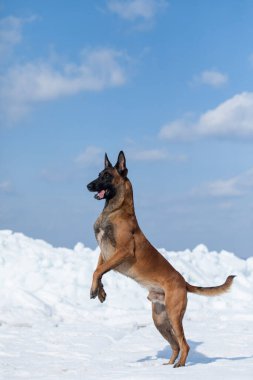 Güzel Belçika çoban köpeği karda ürer..