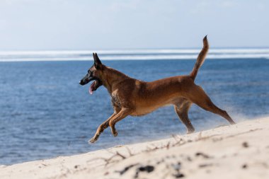 Güzel Belçika çoban köpeği cinsi