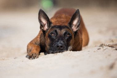 Güzel Belçika çoban köpeği kumlarda ürer.